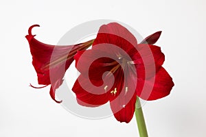 Red Hippeastrum reginae (amaryllis) flower in front of bright background