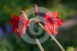 Red hippeastrum rutilum flower