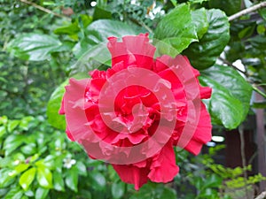 Red Hisbiscus flower
