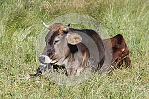 Red hoehe cattle and Brown Swiss