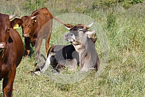 Red hoehe cattle and Brown Swiss