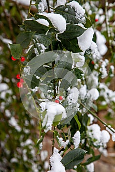 Red holly berries covered with snow after a winter snow storm
