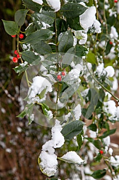 Red holly berries covered with snow after a winter snow storm