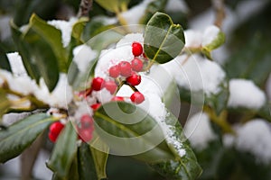 Red Holly Berries covered in winter snow.