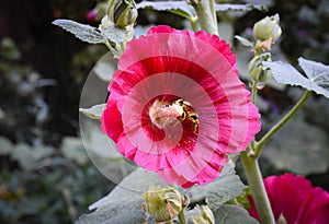 Red Hollyhock Alcea With Bee