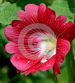Red Hollyhock (Alcea rosea L).