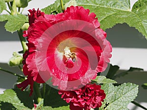 Red Hollyhock In Bloom In Summer