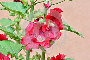 Red hollyhock closeup Alcea rosea