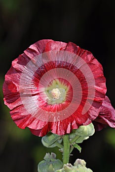 Red hollyhock flower
