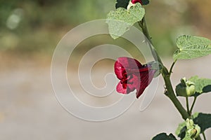 Red hollyhock flower