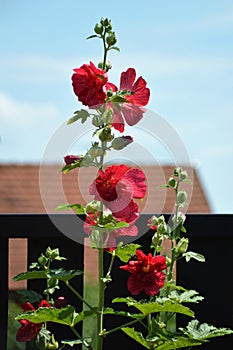 Red hollyhock flower blooming in the garden