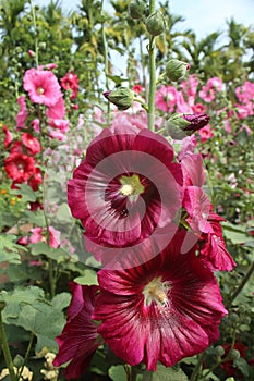 Red Hollyhock flower in sunlight garden