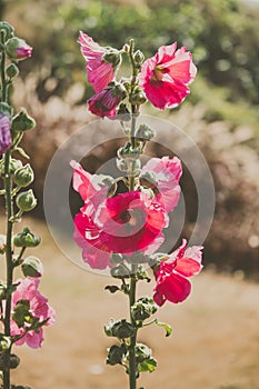 Red hollyhocks with morning sunlights.