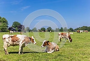 Red Holstein cows in the dutch landscape near Ootmarsum in Twente