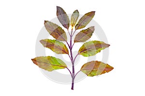 Red Holy basil leaves