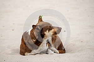 A red homeless dog lies on the sand and looks into the distance. label on the ear
