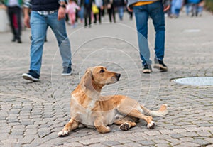 The red homeless dog lies in the street against indifferent people