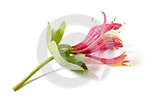 Red honeysuckle  flowers