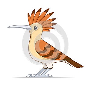 Red hoopoe bird on a white background