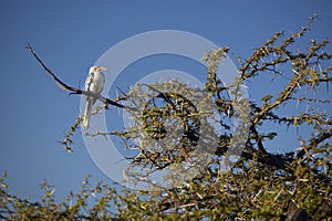 Red Hornbill bird with red beak in Lewa Conservancy, Kenya, Africa photo