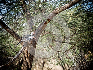 Red Hornbills