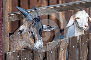 Horned goat looking over the fence