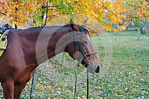 Red horse in autumn park