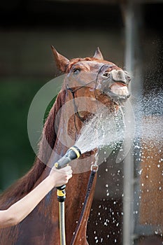 Red horse being washed