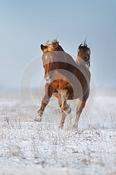 Red horse with blond mane