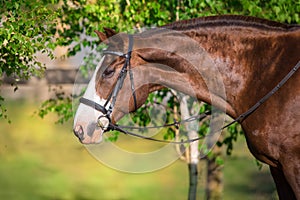 Red horse in bridle