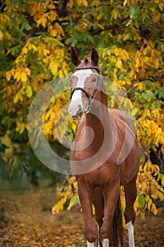 Red Horse  in bridle in fall leaves