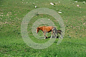 A red horse with a brown foal walks along the slope of a green big hill in summer in sunny weather