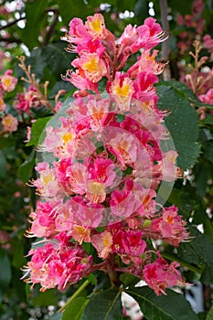 Red horse-chestnut, Aesculus carnea