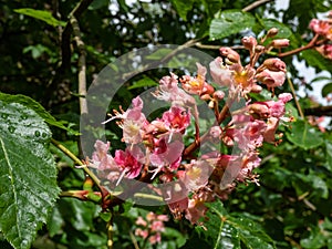 Red horse-chestnut (Aesculus x carnea) blooming with red, showy flowers borne in plumes on branch ends in springtime