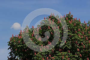 Red horse-chestnut, Aesculus carnea, hybrid Aesculus hippocastanum, photo