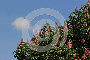 Red horse-chestnut, Aesculus carnea, hybrid Aesculus hippocastanum, photo