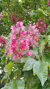 Red horse chestnut tree flower panicles