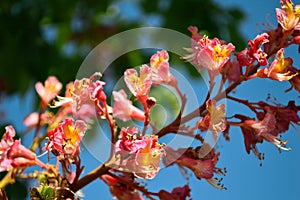 Red Horse Chestnut â€“ Aesculus x Carnea flower macro horizontal