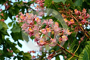 Red Horse Chestnut â€“ Aesculus x Carnea flowers and leaves horizontal