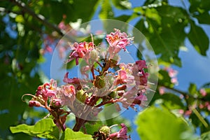 Red Horse Chestnut â€“ Aesculus x Carnea flowers and nuts horizontal
