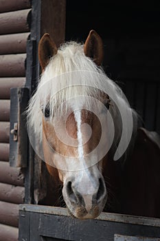 Red horse close-up