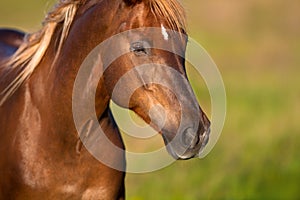 Red horse close up portrait
