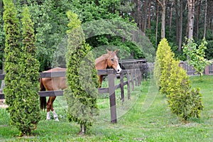 The red horse costs in the shelter on the seasonal dacha