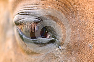 red horse'e eye