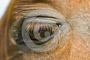 Red horse'e eye