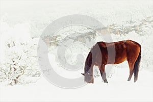 Red horse earn their provender from under the snow on a mountain pasture