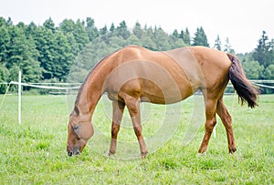 Red horse eating grass in green meadow