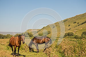 Red horse eating grass on pasture in Dombai national nature reserve