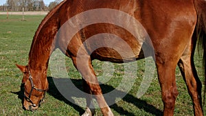 Red horse eating grass at rural field. Close up