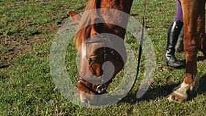 Red horse eating grass at rural field. Close up 4k